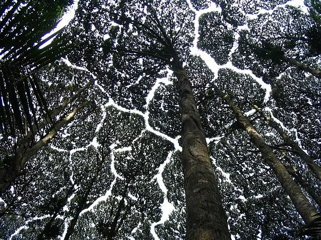 Crown Shyness